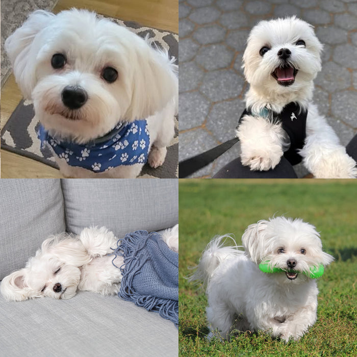 Dogs of the Month — October